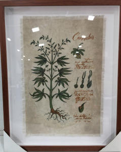 Cannabis Cloth Framed in 16x20 Shadow Box